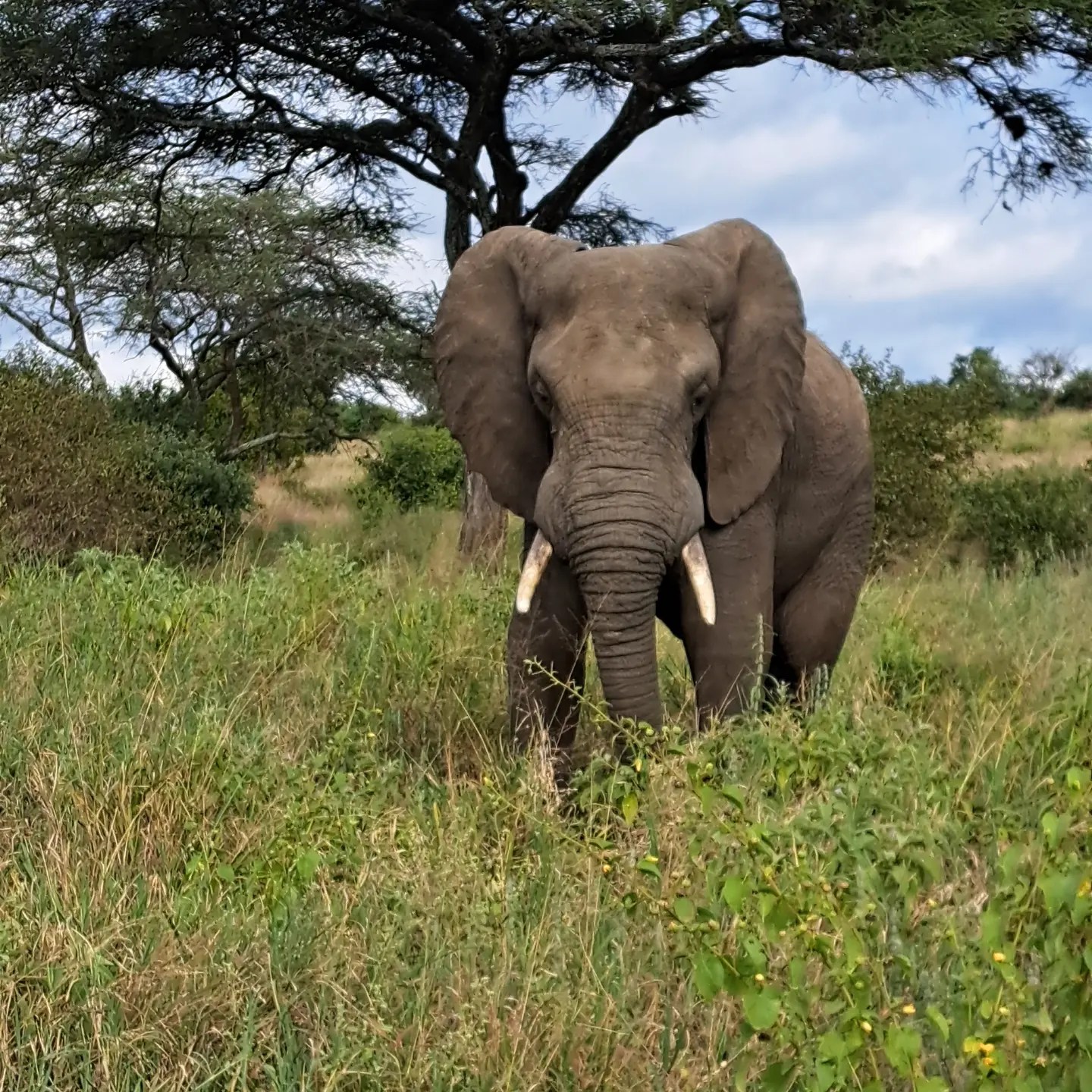 Tanzania Tarangire National Park 4